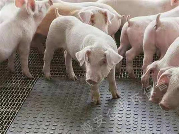 太平養(yǎng)殖場(chǎng)臭氣熏天，執(zhí)法部門通知限期整改